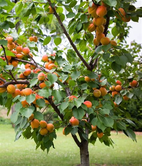 fast growing trees in the philippines|10 BEST Fruit Trees to Grow in the Philippines (2023).